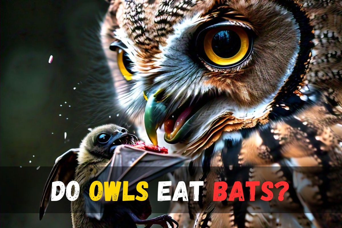 Do owls eat bats?