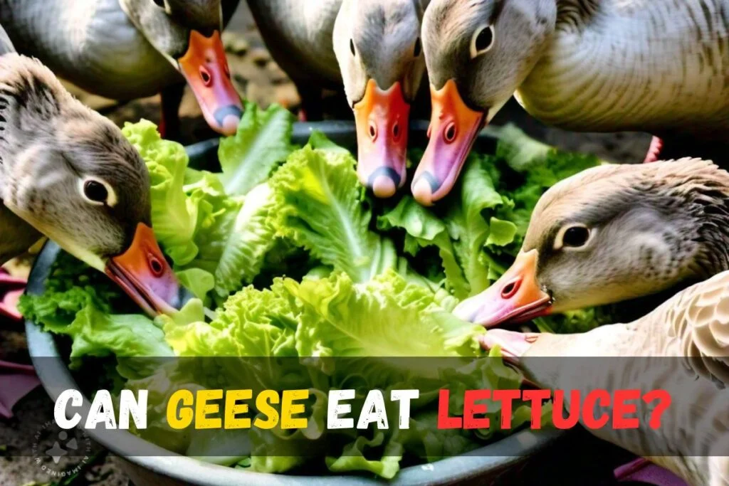Geese Eating Lettuce