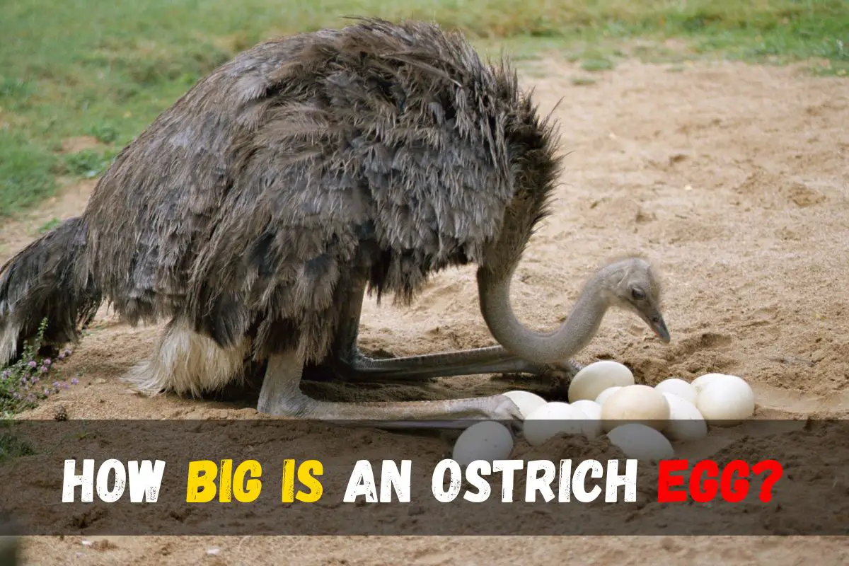 How Big is an Ostrich Egg? Size, Weight, and Nutritional Facts