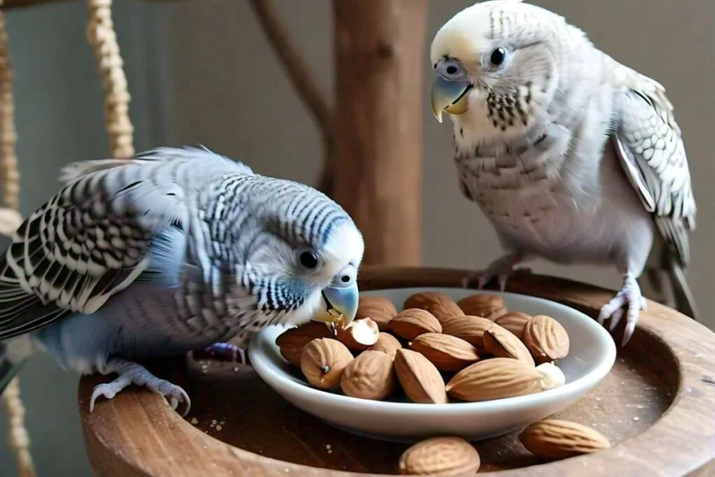 can budgies eat Almonds