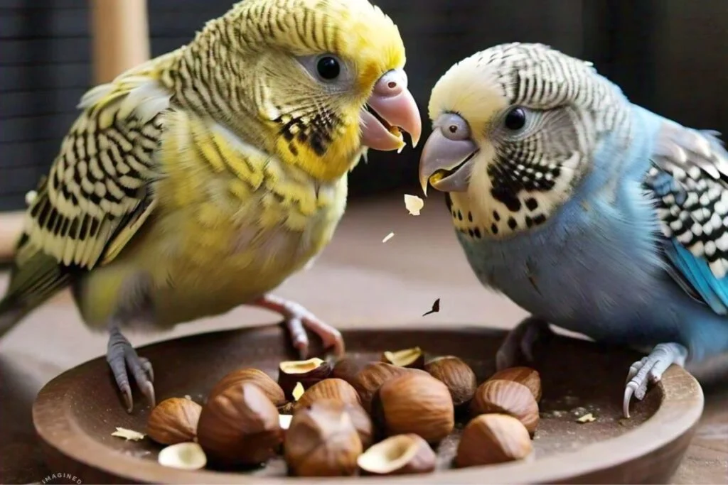 can budgies eat Hazelnuts