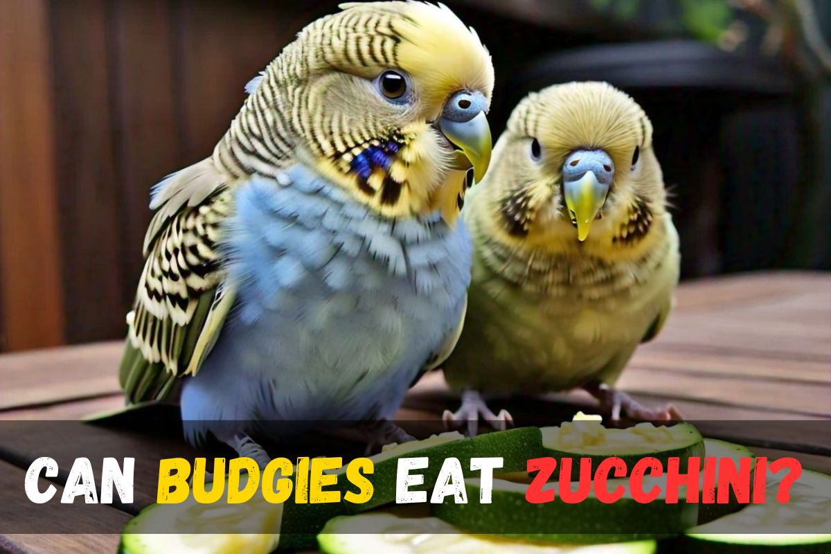 Can Budgies Eat Zucchini?