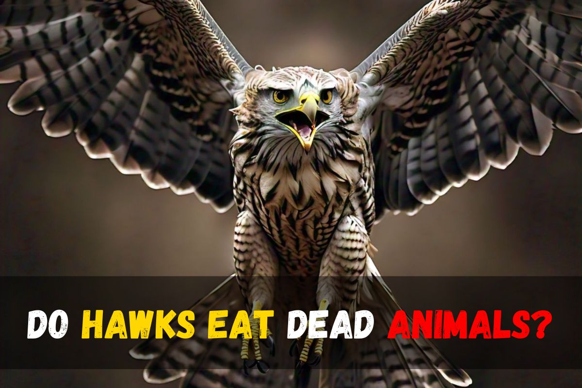 Do Hawks Eat Dead Animals?
