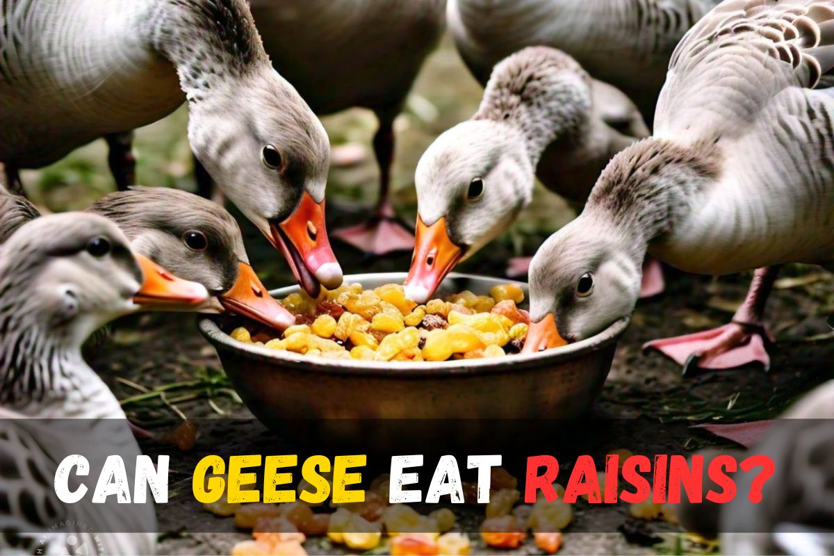 Can Geese Eat Raisins?