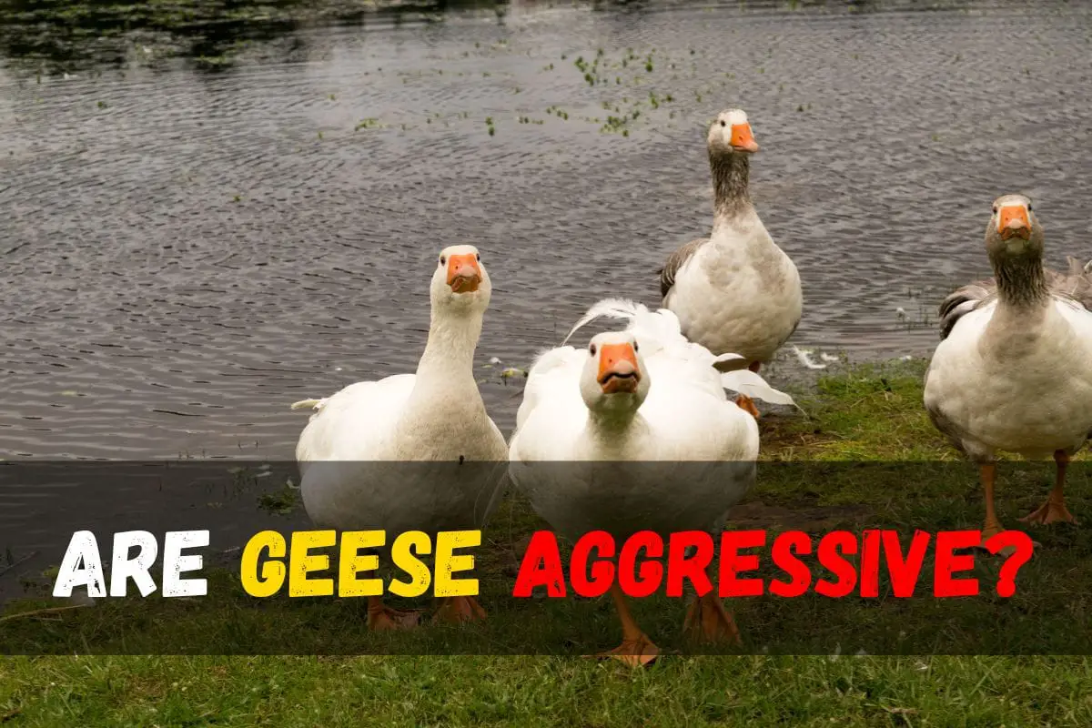 Are Geese Aggressive? Shocking Facts Revealed!