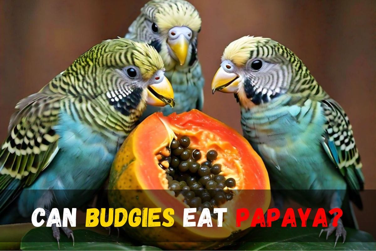 Can budgies eat papaya?