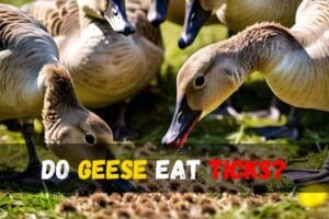 Do Geese Eat Ticks?