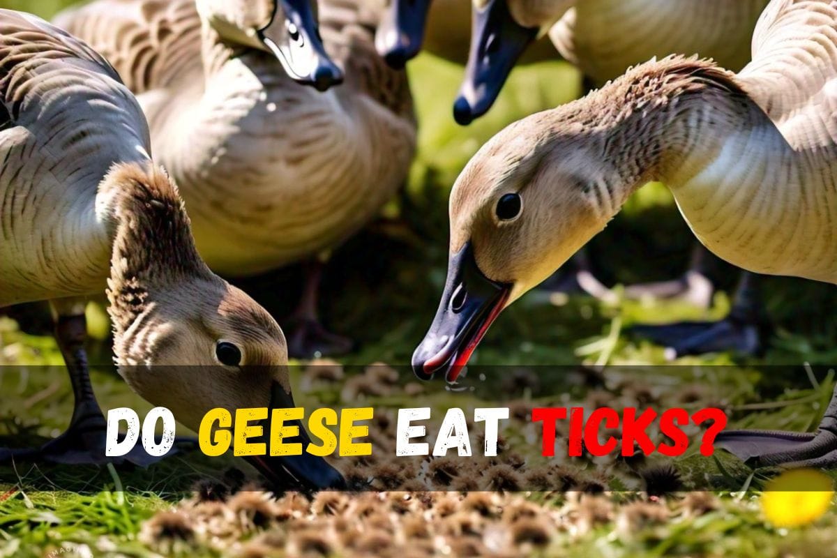 Do Geese Eat Ticks?