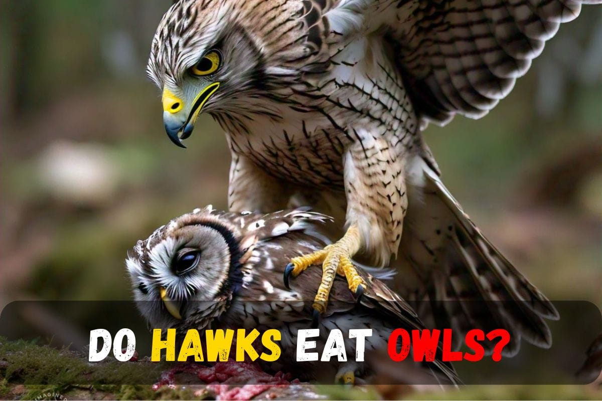 Do Hawks Eat Owls