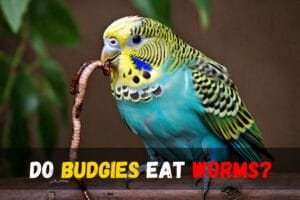 Do budgies eat worms?