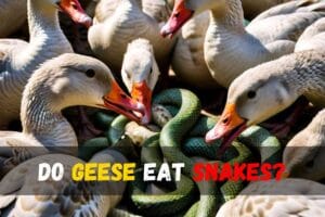 Do geese eat snakes?