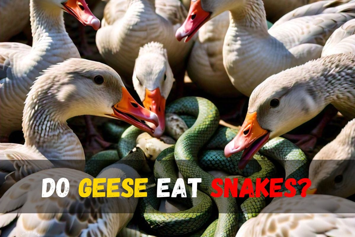 Do geese eat snakes?
