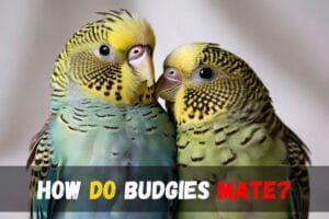 How Do Budgies Mate