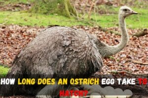How Long Does an Ostrich Egg Take to Hatch?
