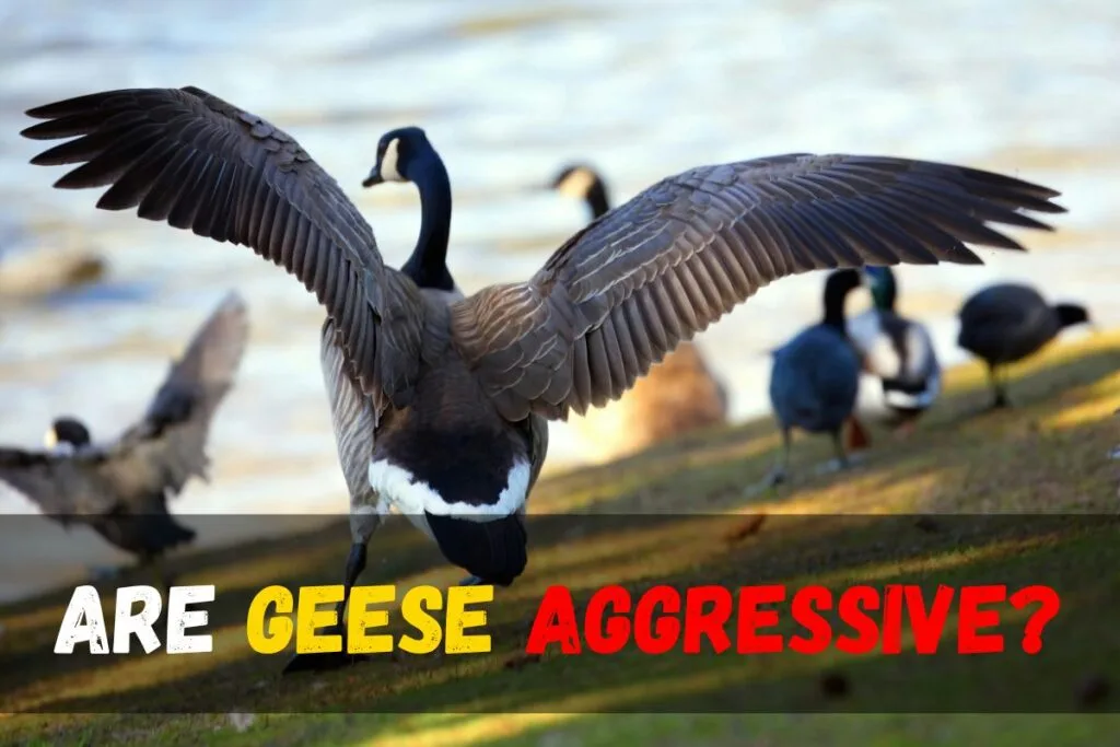 geese in angry mood