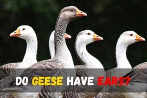 Do Geese Have Ears