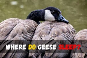 Where Do Geese Sleep?