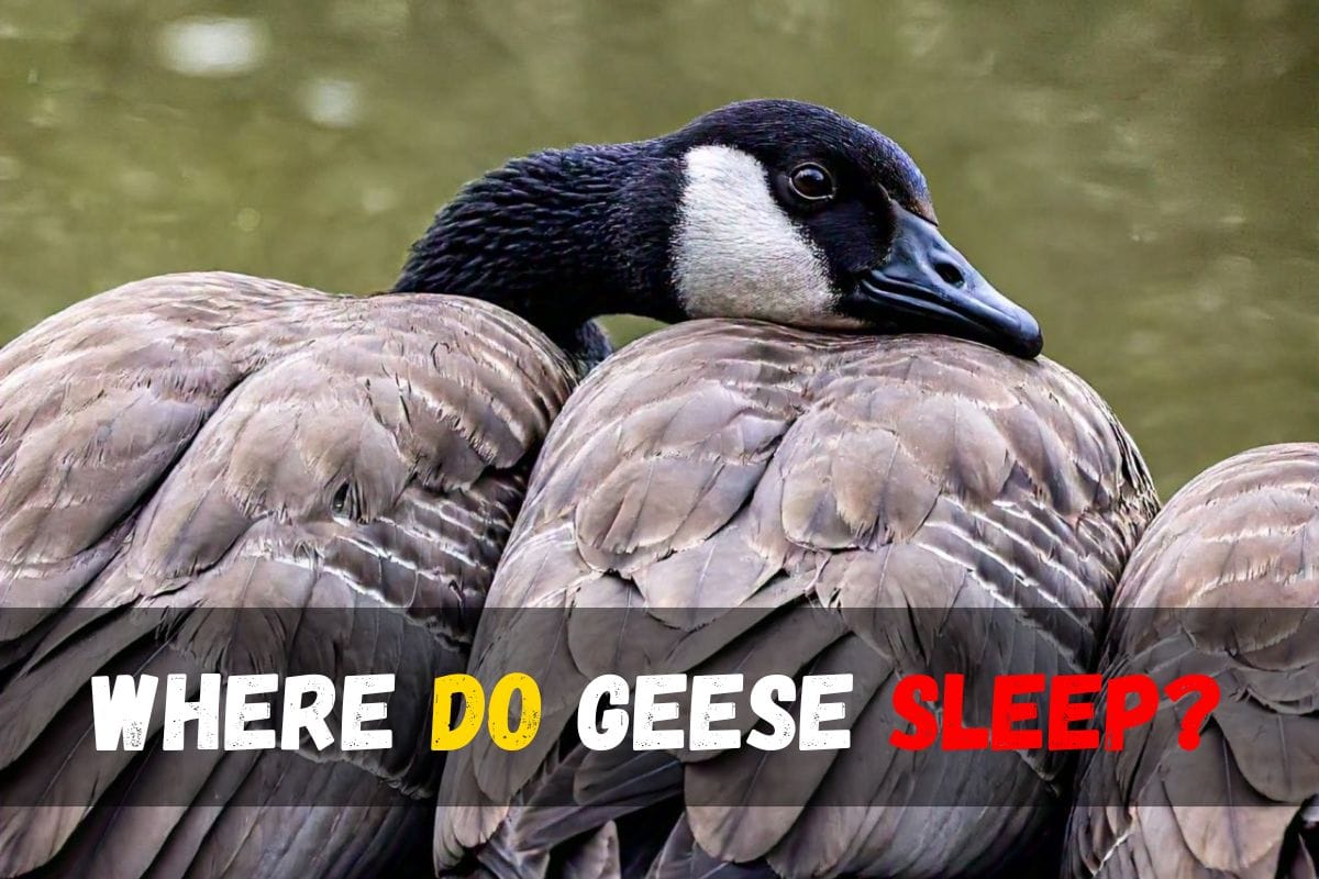 Where Do Geese Sleep?